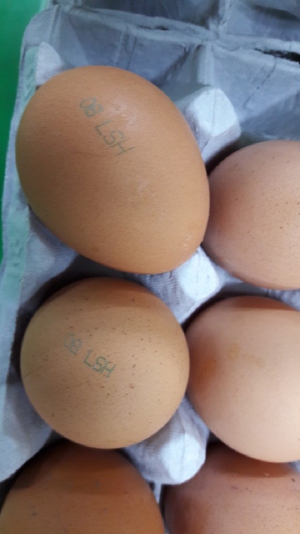 식약처 제공 살충제 초과검출 계란 사진
