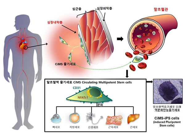 서울대병원 연구팀, 심장내막 유래 순환-줄기세포 세계 최초 구명