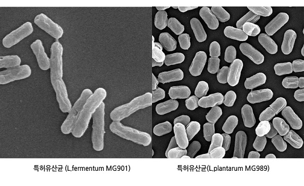 (주)메디오젠, 질염 예방 및 질 내 환경 개선용 유산균 2종 특허 인증