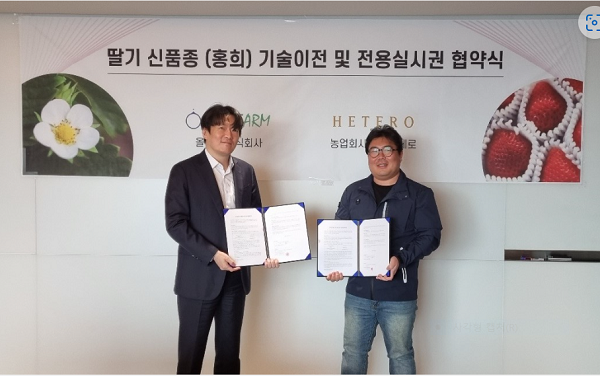 올레팜, 딸기 신품종 홍희 전용실시권 계약 체결